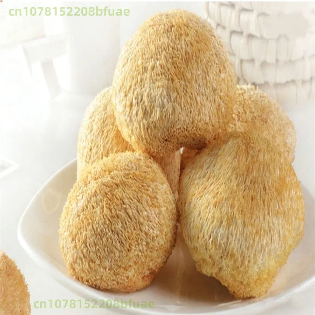 Champignons Crinière de Lion Séchés de Haute Qualité, Hericium Erinaceus Naturel, Matériel pour Arti