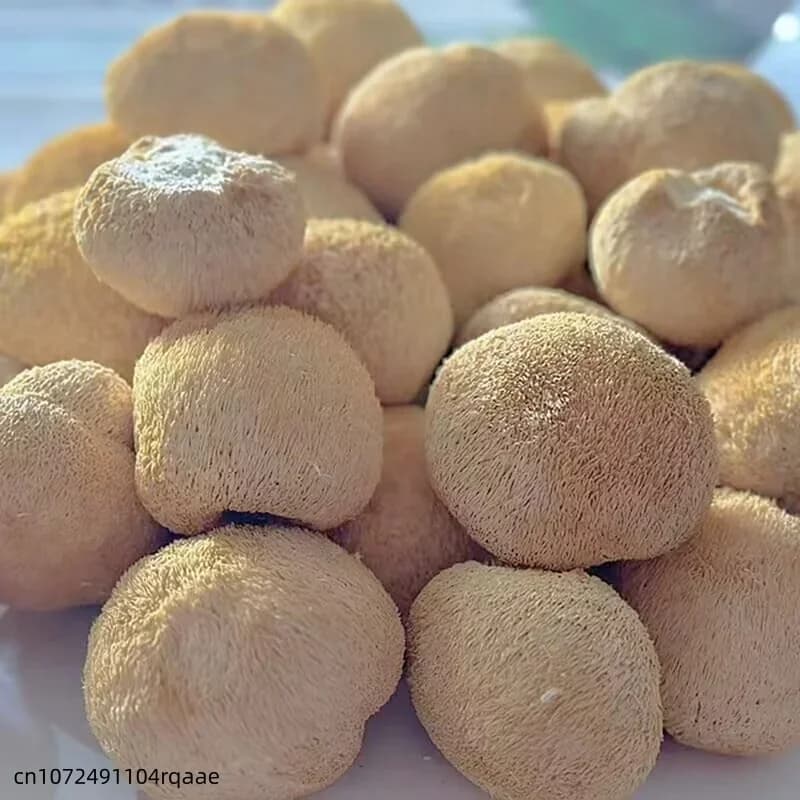 Champignons Hericium Erinaceus naturels de 5-8 cm, champignons crinière de lion séchés de qualité su