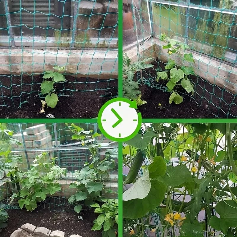 Pergolas de treillis pour plantes