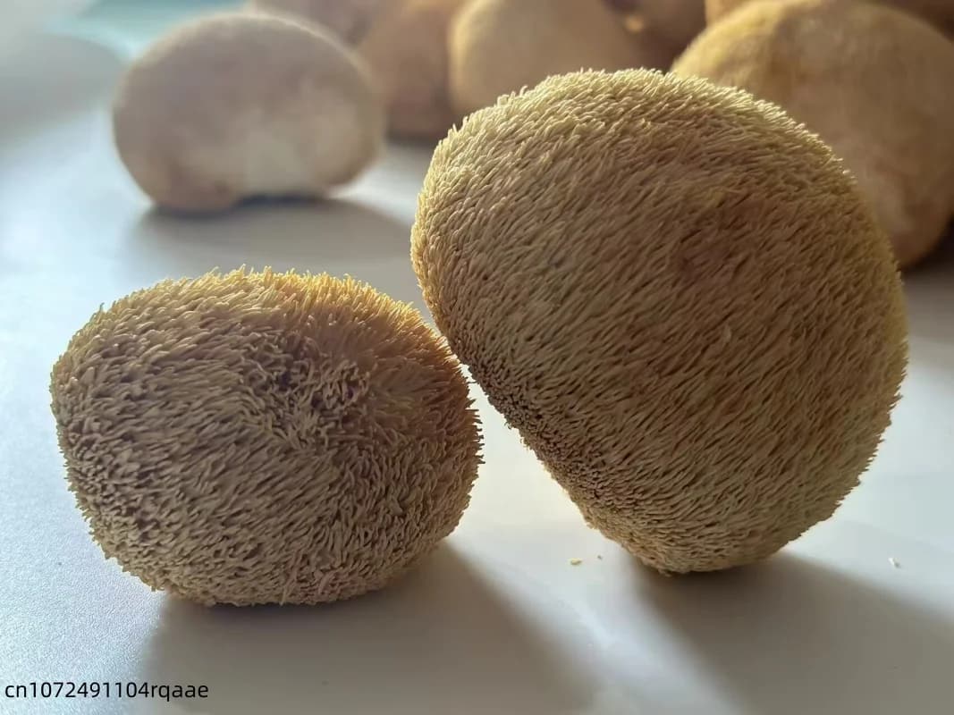 Champignons de crinière de lion séchés de qualité supérieure, 5-8 cm |   Champignons Hericium Erinaceus Naturels pour la Fabrication de Savons de Beauté et la Décoration de Mariage et de Maison