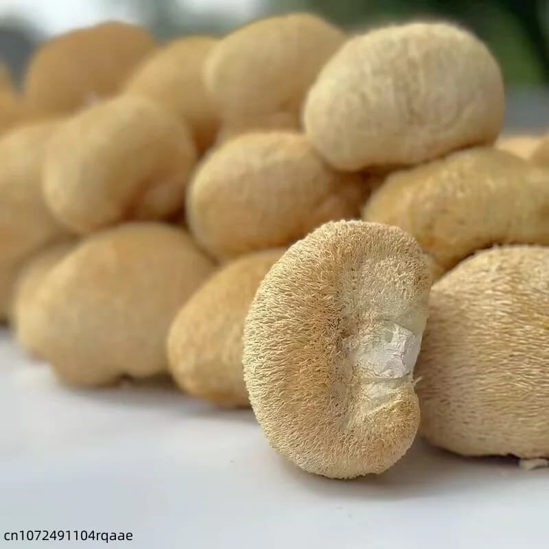 Champignons de crinière de lion séchés de qualité supérieure, 5-8 cm |   Champignons Hericium Erinaceus Naturels pour la Fabrication de Savons de Beauté et la Décoration de Mariage et de Maison