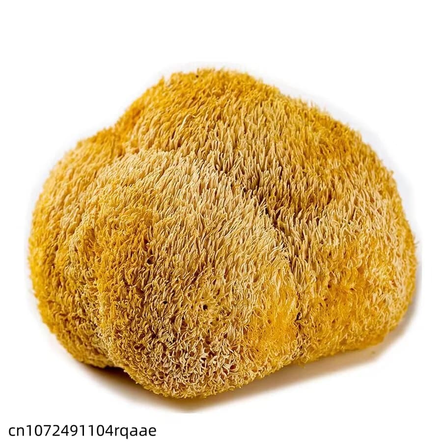 Champignons de crinière de lion séchés de qualité supérieure, 5-8 cm |   Champignons Hericium Erinaceus Naturels pour la Fabrication de Savons de Beauté et la Décoration de Mariage et de Maison