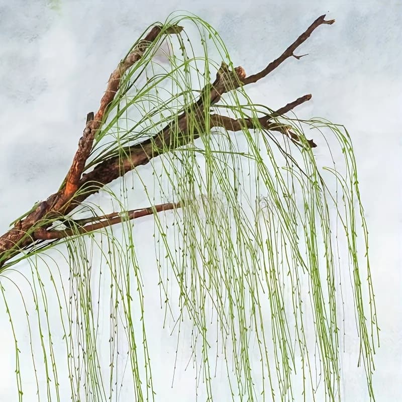 Vignes artificielles suspendues en saule vert