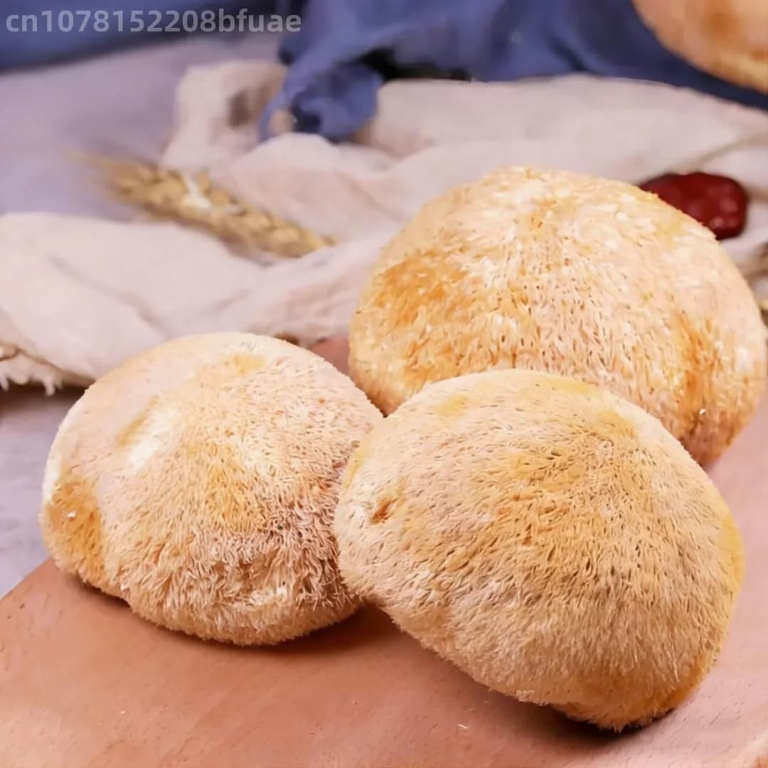 Champignons Crinière de Lion Séchés de Haute Qualité, Hericium Erinaceus Naturel, Matériel pour Artisanat en Résine