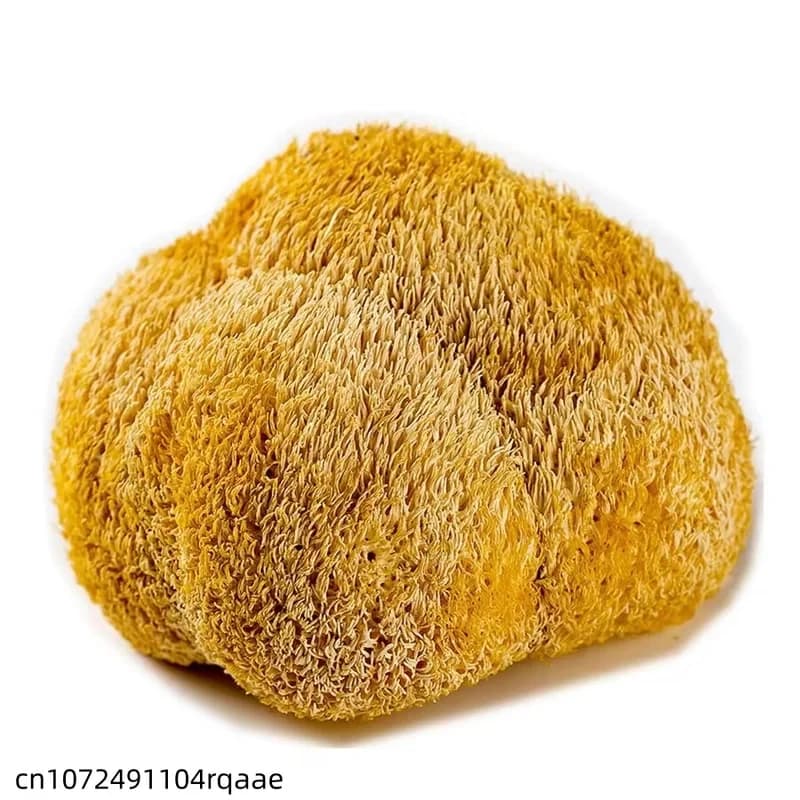 Champignons Hericium Erinaceus naturels de 5-8 cm, champignons crinière de lion séchés de qualité supérieure pour la beauté, la décoration de mariage et de la maison.