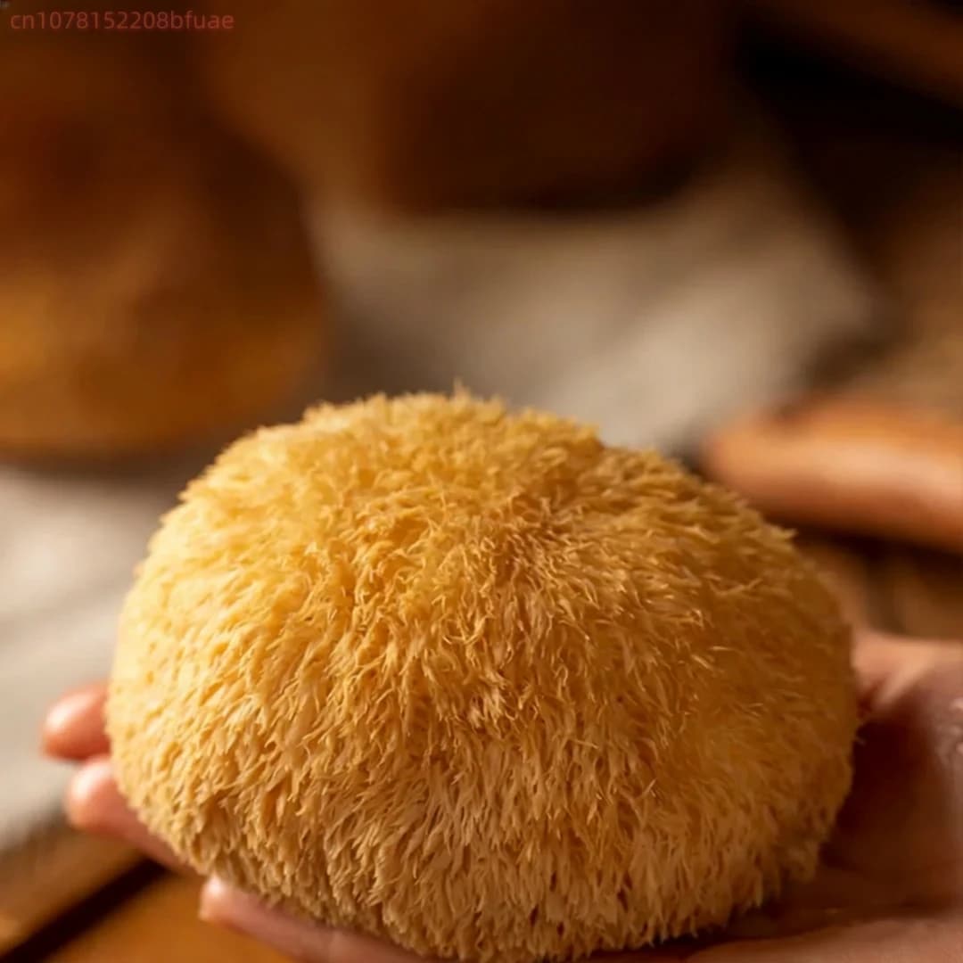 100g/200g Champignon Crinière de Lion Séché de Haute Qualité, Hericium Erinaceus Naturel, Matériau pour Artisanat en Résine