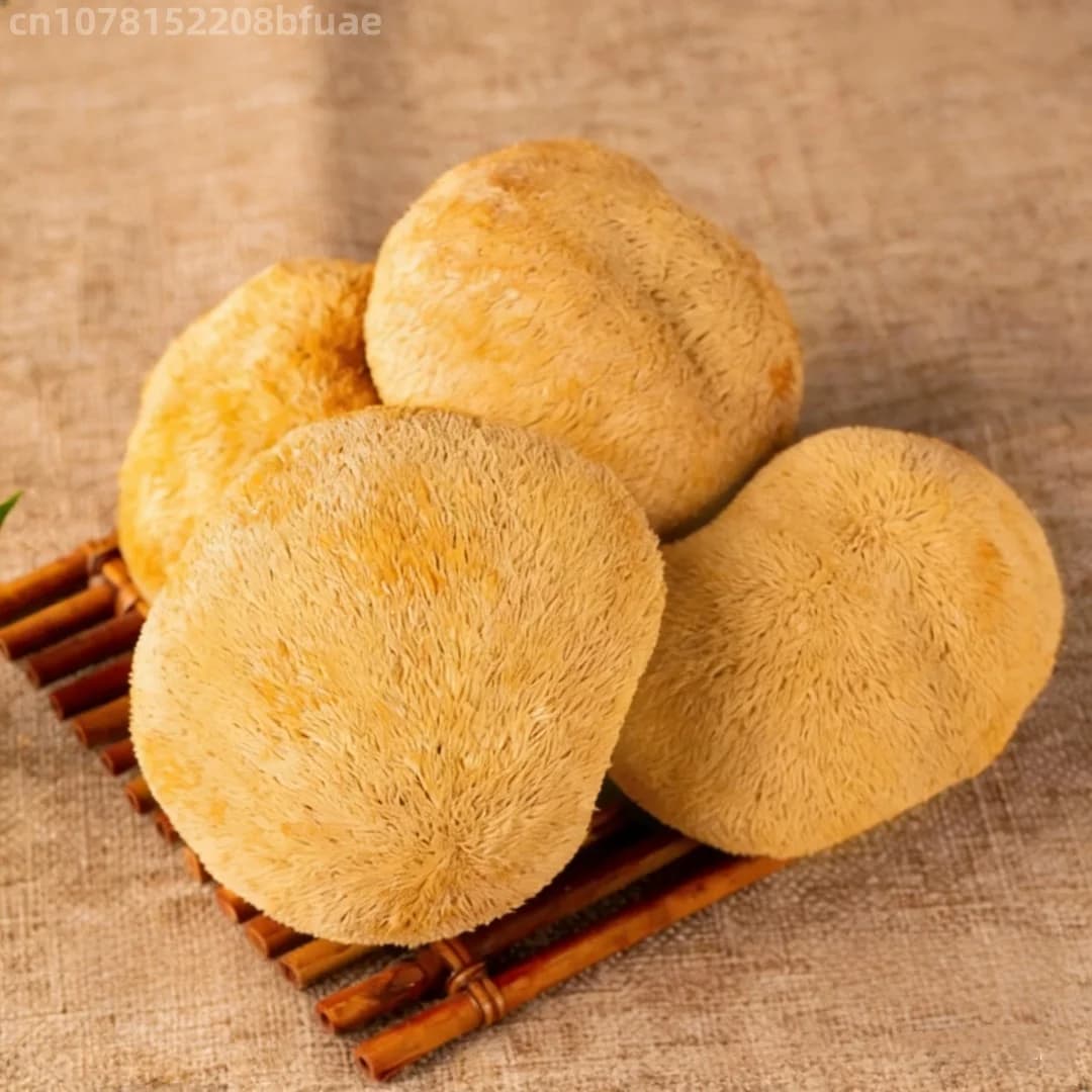 Champignons Crinière de Lion Séchés de Haute Qualité, Hericium Erinaceus Naturel, Matériel pour Artisanat en Résine
