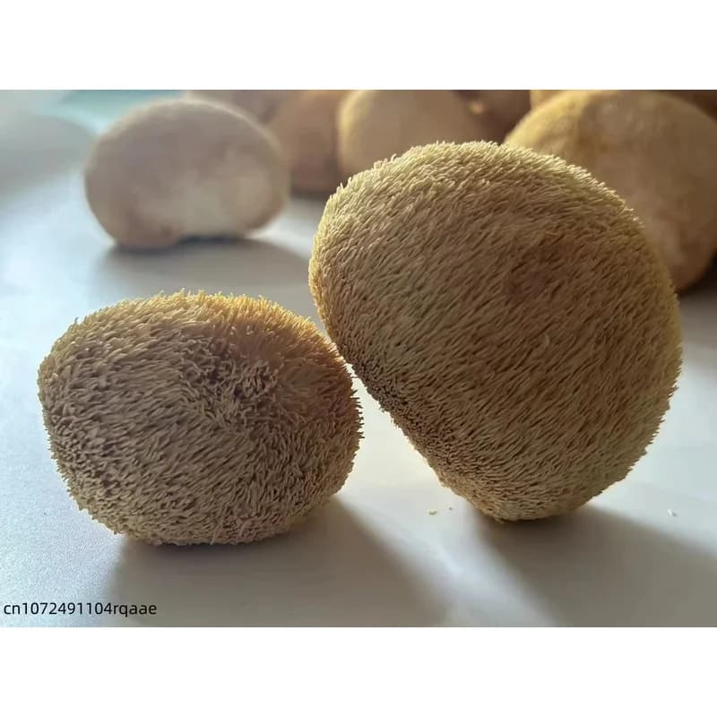 Champignons Hericium Erinaceus naturels de 5-8 cm, champignons crinière de lion séchés de qualité supérieure pour la beauté, la décoration de mariage et de la maison.