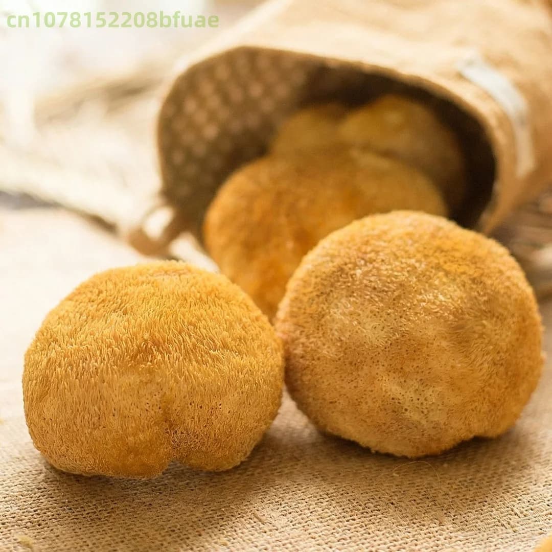Champignons Crinière de Lion Séchés de Haute Qualité, Hericium Erinaceus Naturel, Matériel pour Artisanat en Résine